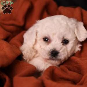 Jasper, Bichon Frise Puppy